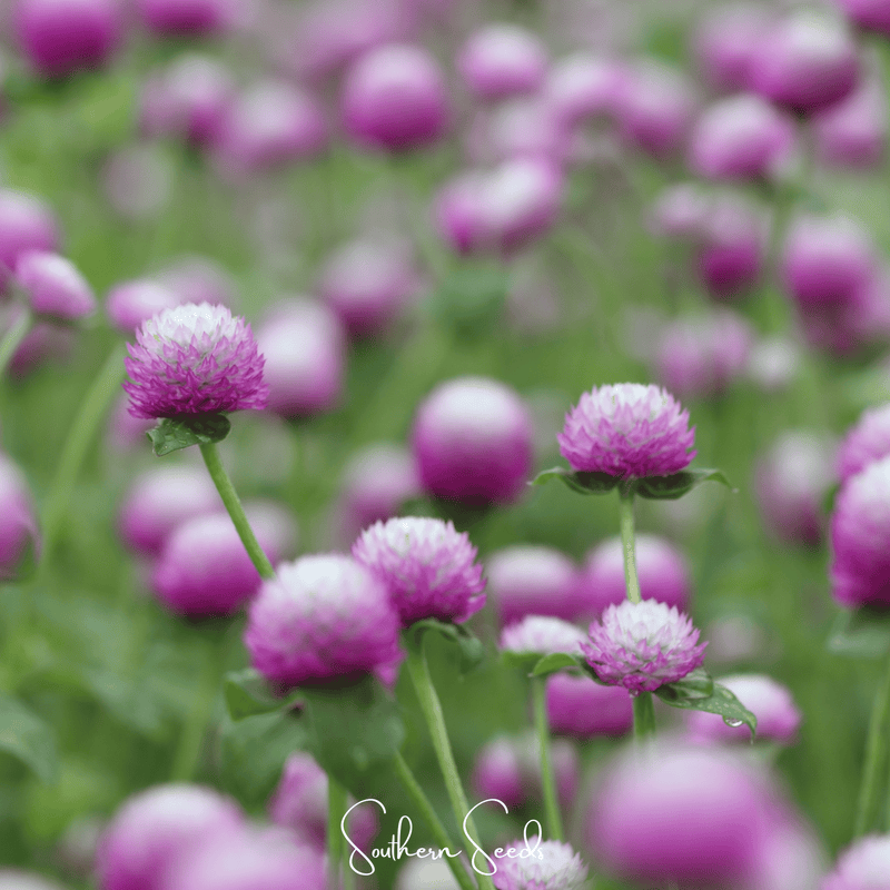 Load image into Gallery viewer, Rose Globosa Gomphrena – 50 Seeds
