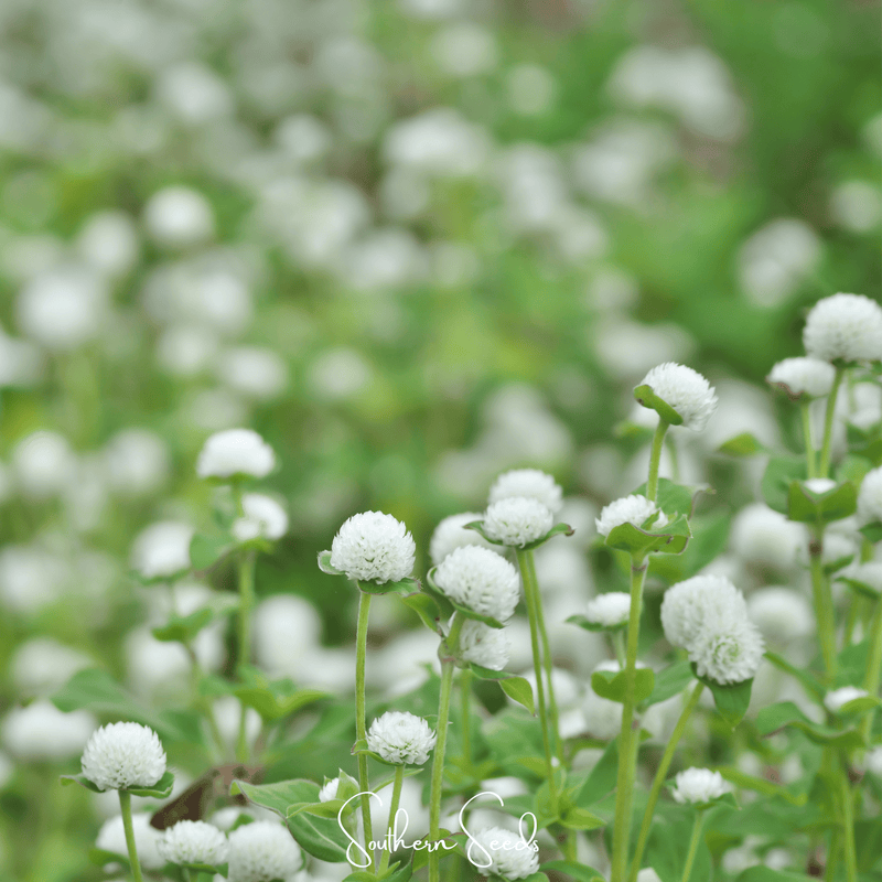 Load image into Gallery viewer, White Globosa Gomphrena – 50 Seeds
