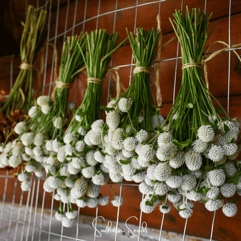 White Globosa Gomphrena – 50 Seeds, additional product view 2