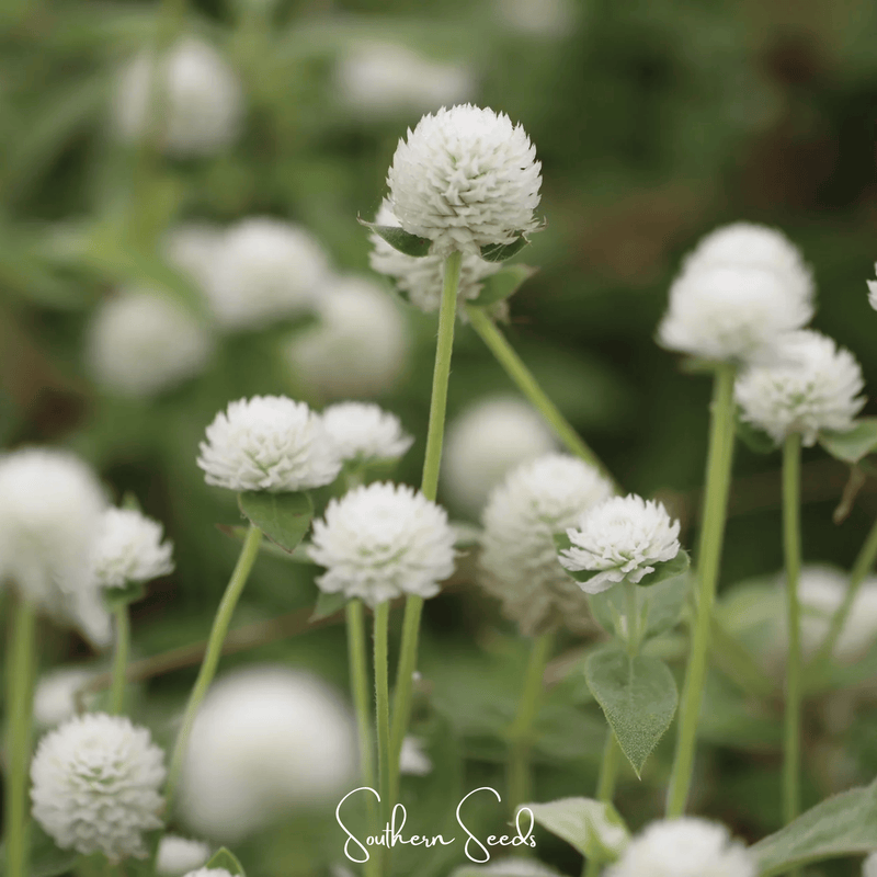 Load image into Gallery viewer, White Globosa Gomphrena – 50 Seeds
