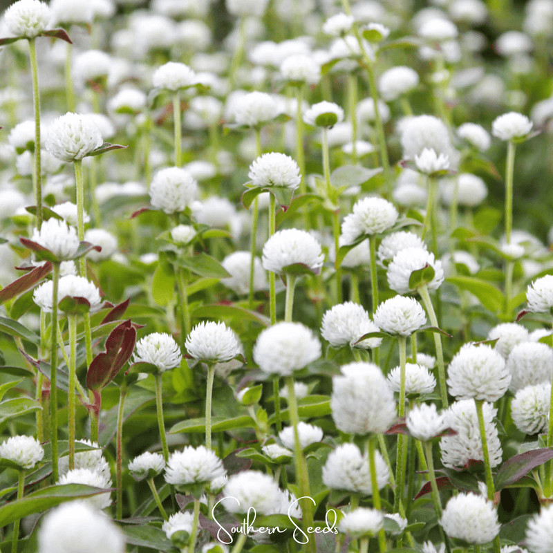 Load image into Gallery viewer, White Globosa Gomphrena – 50 Seeds
