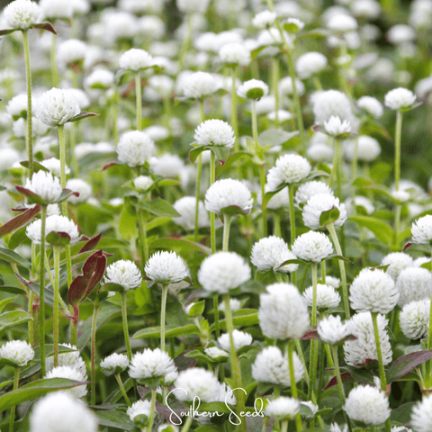 White Globosa Gomphrena 50 Seeds