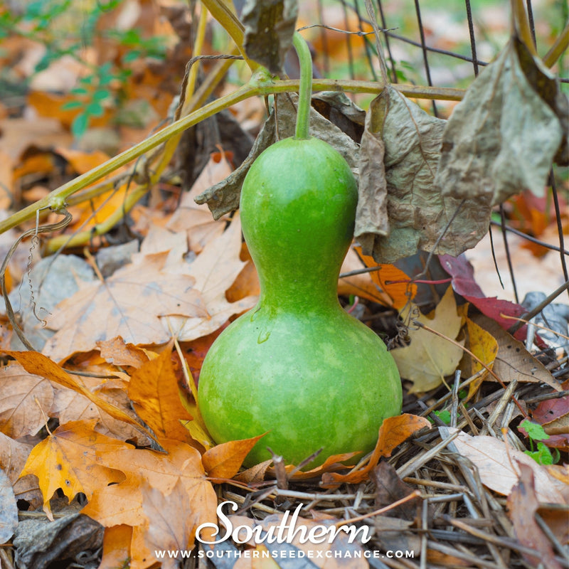 Load image into Gallery viewer, Birdhouse Bottle Gourd – 15 Seeds
