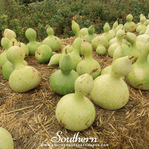 Birdhouse Bottle Gourd – 15 Seeds, retail packaging