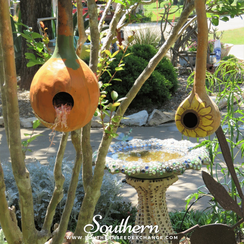 Load image into Gallery viewer, Birdhouse Bottle Gourd – 15 Seeds
