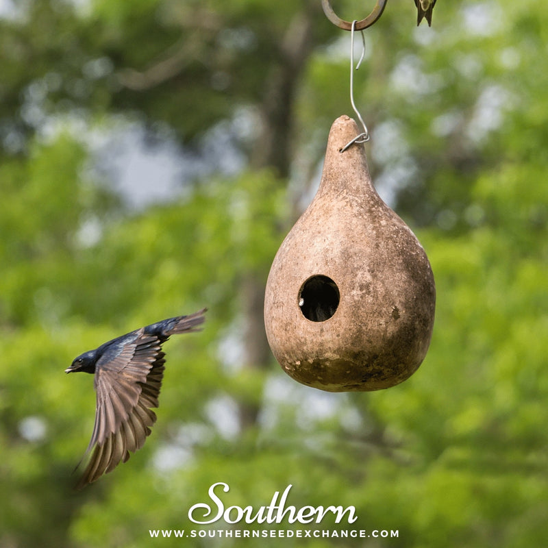 Load image into Gallery viewer, Birdhouse Bottle Gourd – 15 Seeds
