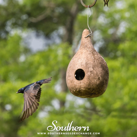 Birdhouse Bottle Gourd seeds package, 15 count, GrowTime Garden Supply