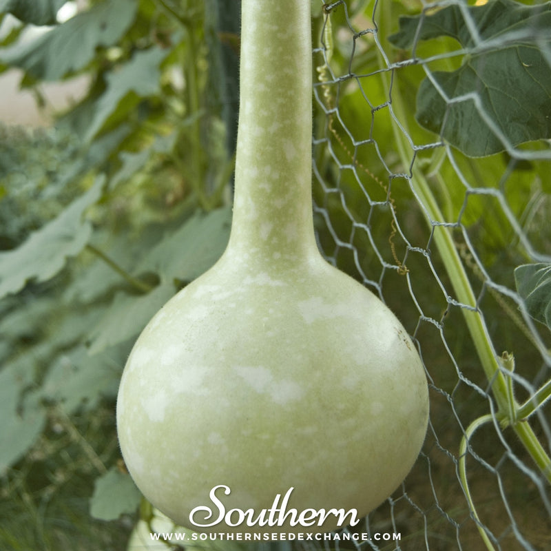 Load image into Gallery viewer, Dipper Gourd – 15 Seeds

