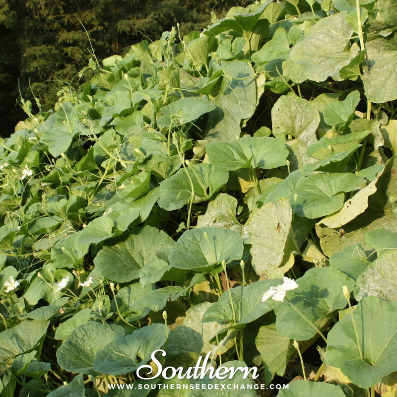 Load image into Gallery viewer, Dipper Gourd – 15 Seeds
