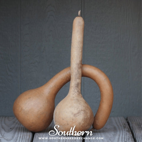 Dipper Gourd – 15 Seeds, additional product view 2