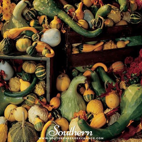 Large and Small mix gourd seeds package, 20 count, GrowTime Garden Supply