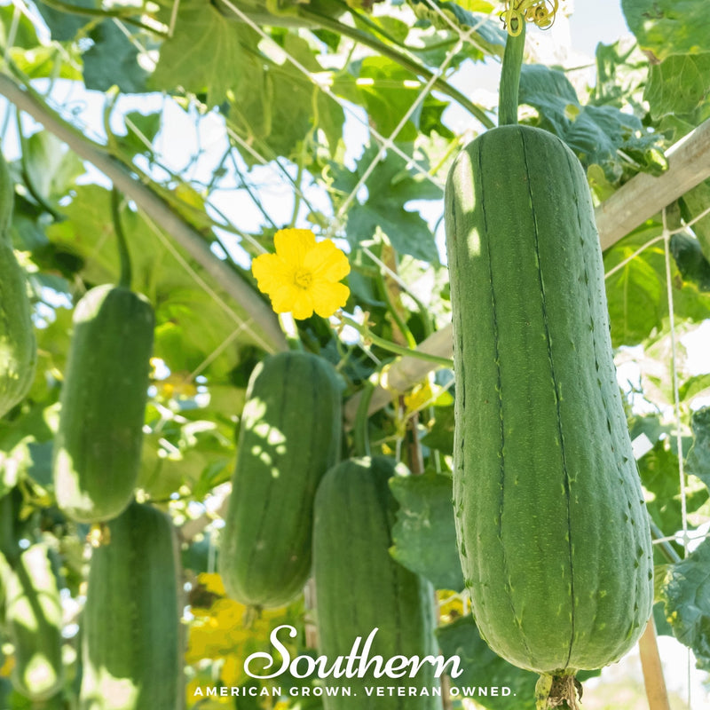 Load image into Gallery viewer, Luffa Gourd – 20 Seeds
