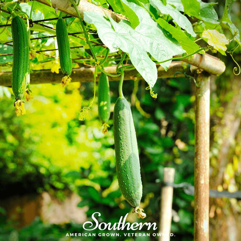 Luffa Gourd – 20 Seeds, additional product view 2