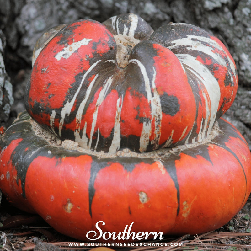 Load image into Gallery viewer, Turks Turban Gourd – 10 Seeds
