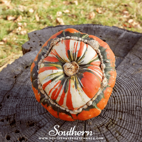 Turks Turban Gourd seeds package, 10 count, GrowTime Garden Supply