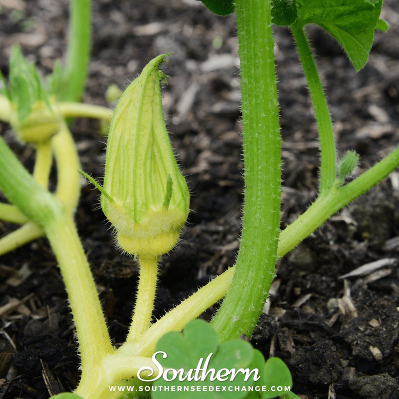 Load image into Gallery viewer, Turks Turban Gourd – 10 Seeds
