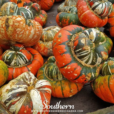 Turks Turban Gourd – 10 Seeds, additional product view 2