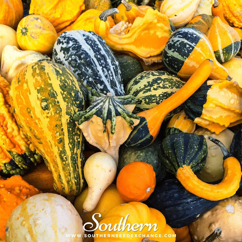 Large Gourd mix seeds package, 20 count, GrowTime Garden Supply