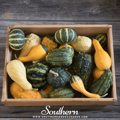 Small Gourd mix seeds package, 20 count, GrowTime Garden Supply
