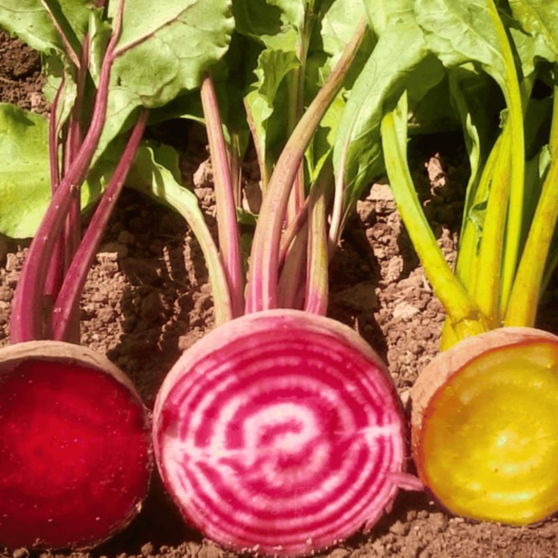 Load image into Gallery viewer, Gourmet Blend Beet – 50 Seeds
