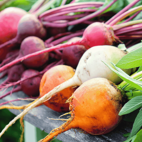 Gourmet Blend Beet – 50 Seeds, additional product view 2