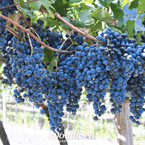 Wine Grapes 35 Seeds