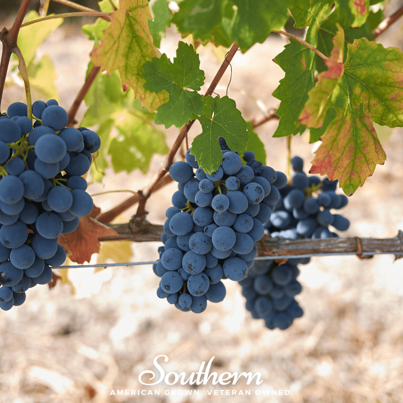 Load image into Gallery viewer, Wine Grapes – 35 Seeds
