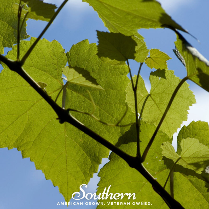 Load image into Gallery viewer, Wine Grapes – 35 Seeds
