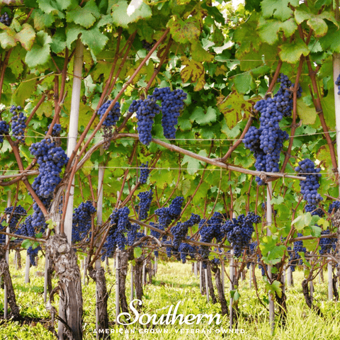 Wine Grapes – 35 Seeds, additional product view 2