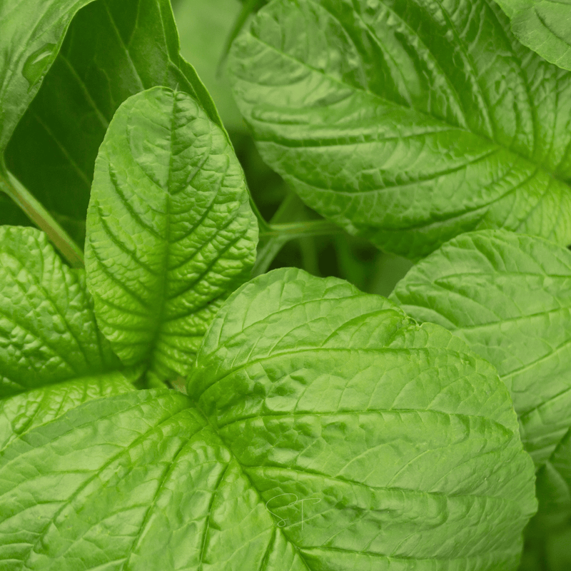 Load image into Gallery viewer, Green Callaloo Amaranth – 100 Seeds
