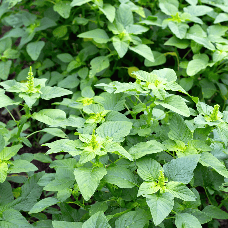 Load image into Gallery viewer, Green Callaloo Amaranth – 100 Seeds
