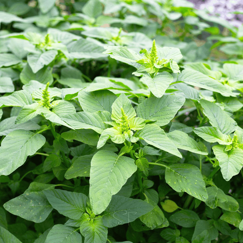 Load image into Gallery viewer, Green Callaloo Amaranth – 100 Seeds
