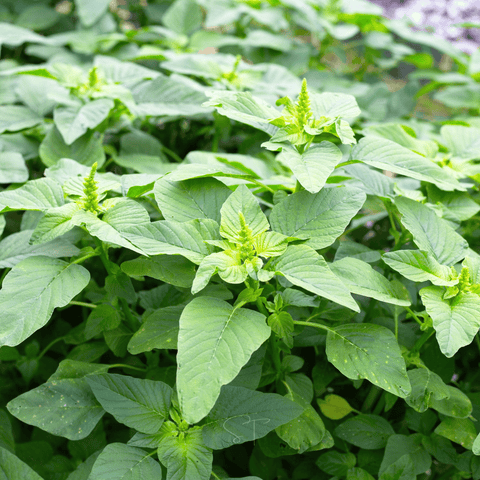 Green Callaloo Amaranth 100 Seeds