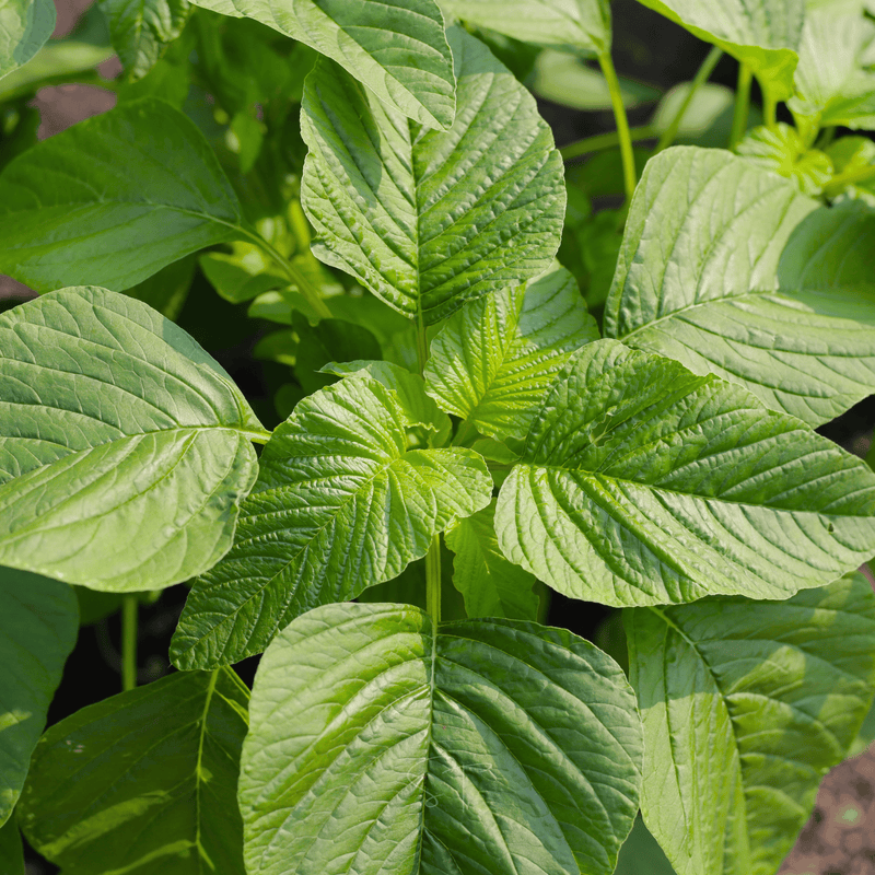 Load image into Gallery viewer, Green Callaloo Amaranth – 100 Seeds
