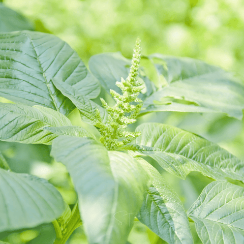 Green Callaloo Amaranth – 100 Seeds, additional product view 2