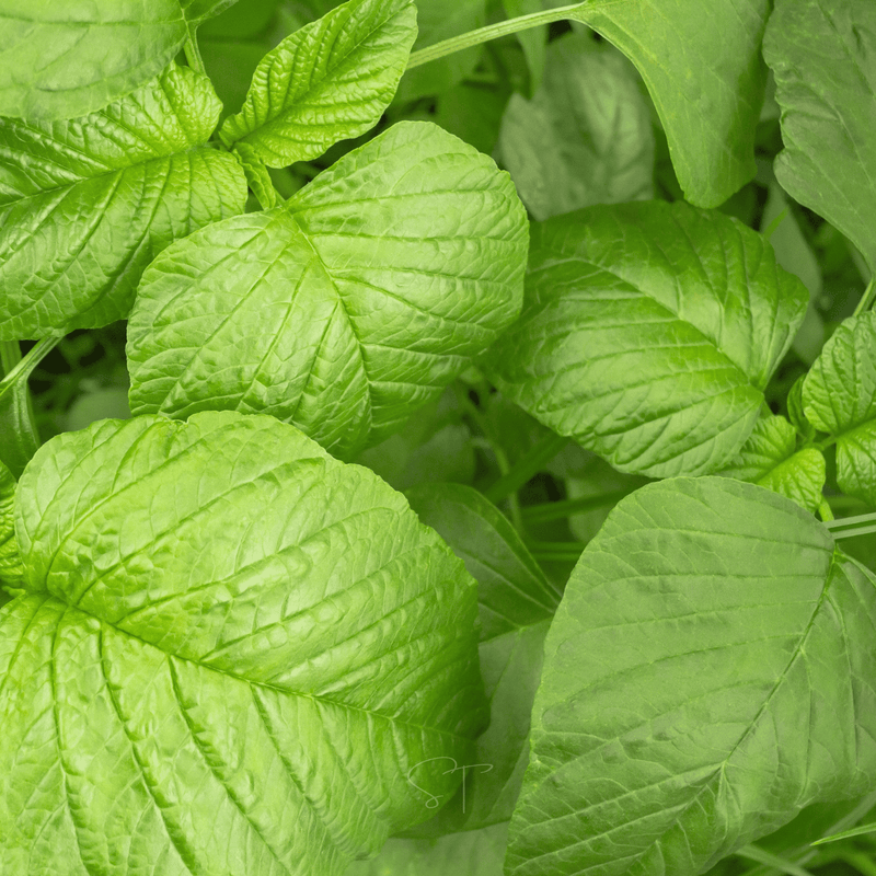 Load image into Gallery viewer, Green Callaloo Amaranth – 100 Seeds
