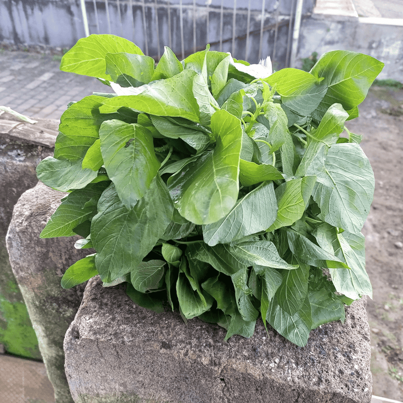 Load image into Gallery viewer, Green Callaloo Amaranth – 100 Seeds
