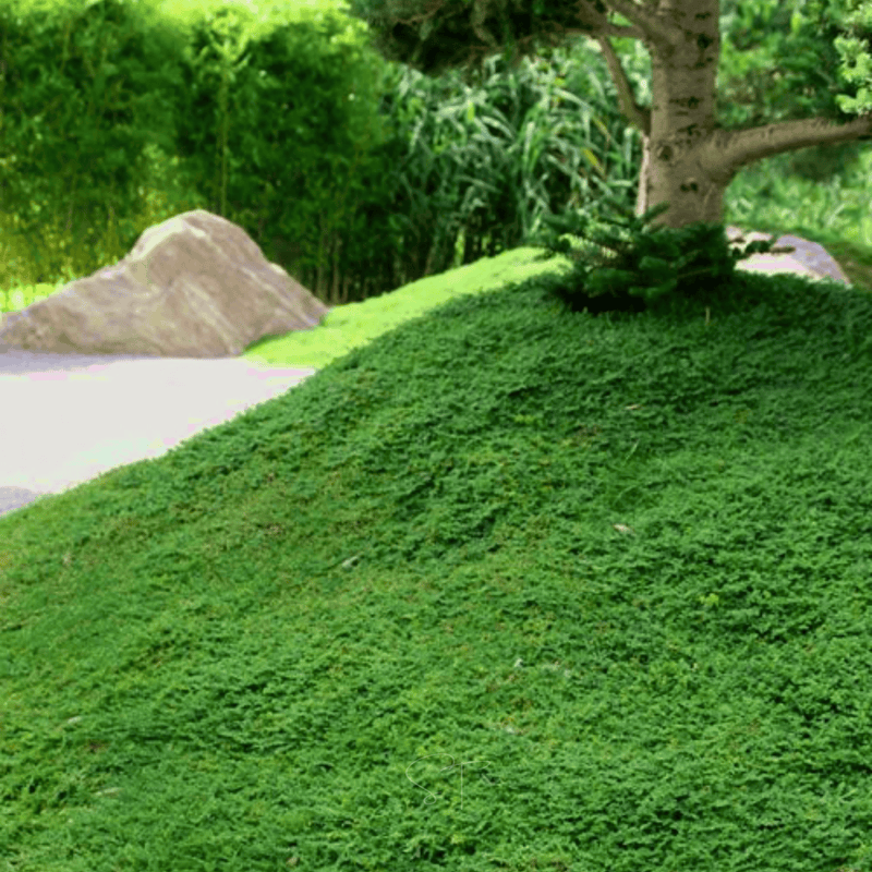 Load image into Gallery viewer, Green Carpet Rupturewort – 100 Seeds
