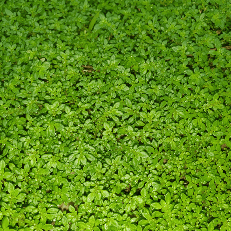 Load image into Gallery viewer, Green Carpet Rupturewort – 100 Seeds
