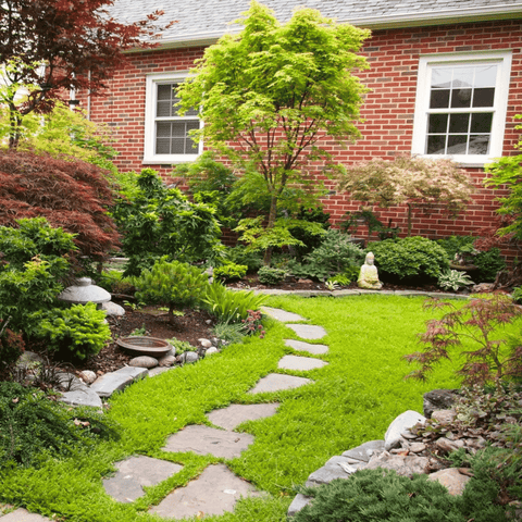 Green Carpet Rupturewort seeds package, 100 count, GrowTime Garden Supply