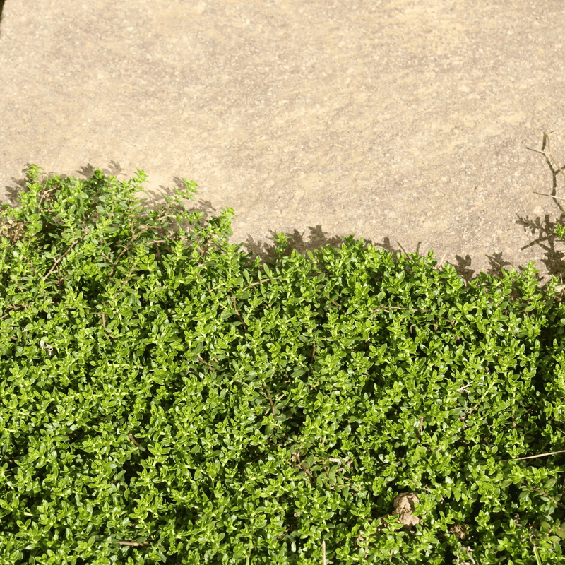 Load image into Gallery viewer, Green Carpet Rupturewort – 100 Seeds

