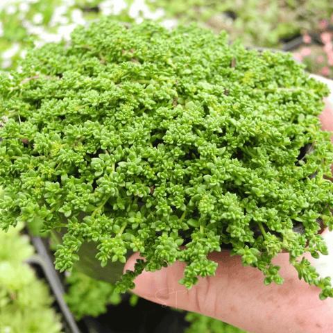Green Carpet Rupturewort – 100 Seeds, additional product view 2