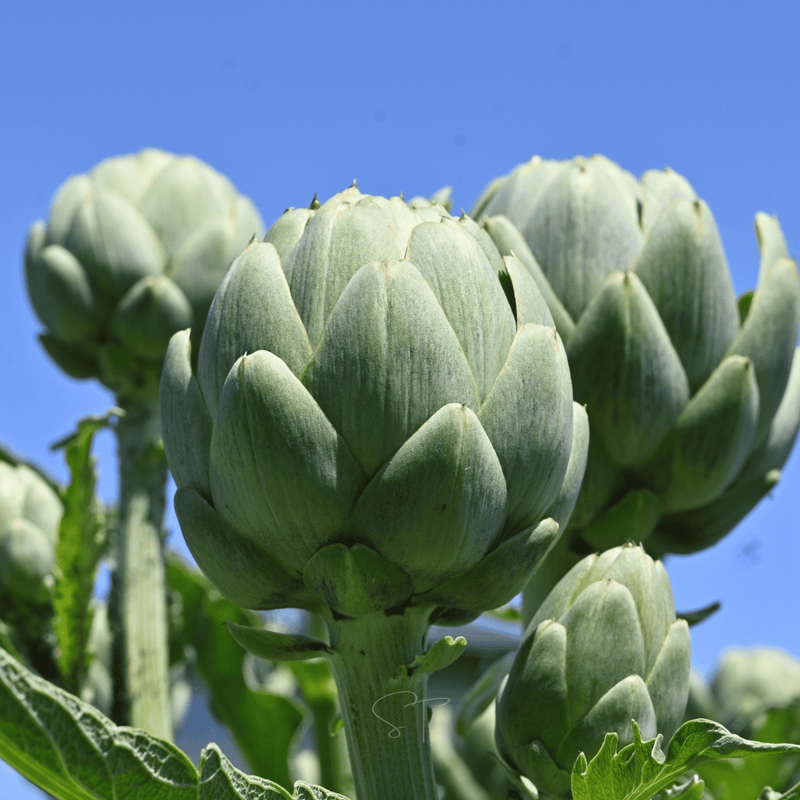 Load image into Gallery viewer, Green Globe Artichoke – 25 Seeds
