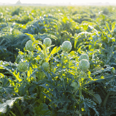 Green Globe Artichoke – 25 Seeds, additional product view 2