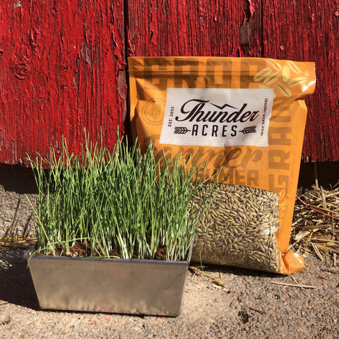 Thunder Acres Barley Seed - Certified Organic - Non-GMO - Glyphosate Free, additional product view 2