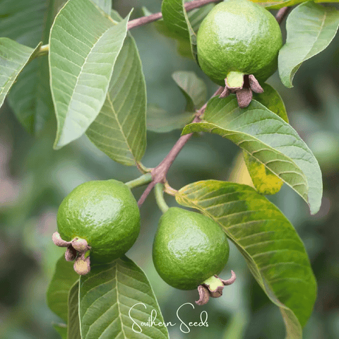 Guava 25 Seeds