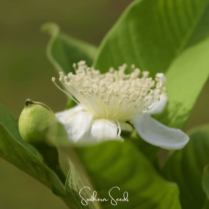 Load image into Gallery viewer, Guava – 25 Seeds

