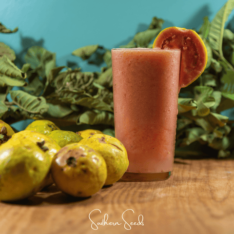 Guava – 25 Seeds, additional product view 2