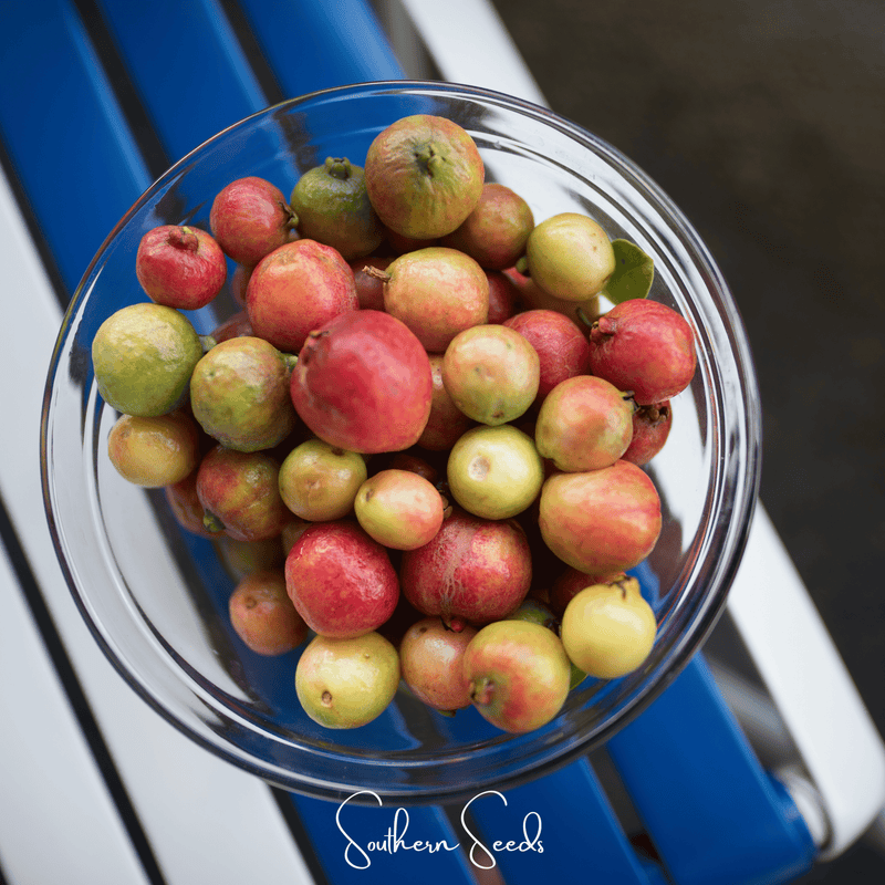 Load image into Gallery viewer, Guava – 25 Seeds
