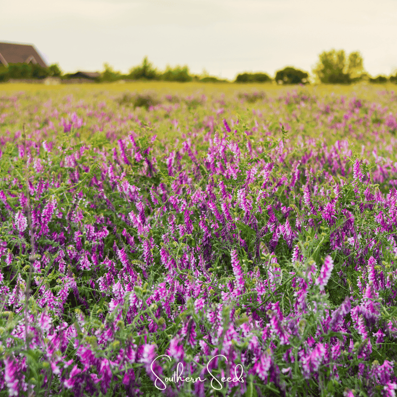 Load image into Gallery viewer, Hairy Vetch – 100 Seeds
